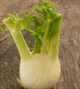 Fenchel in Knollenform