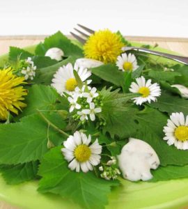 Gänseblümchensalat auf grünem Teller