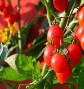 Strauch Tomaten auf einem Balkon.