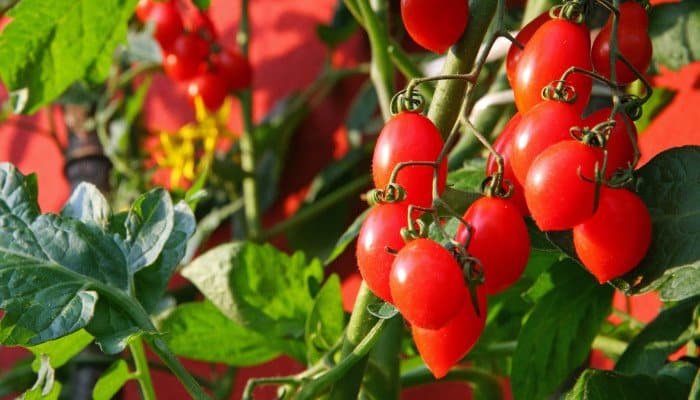 Strauch Tomaten auf einem Balkon.