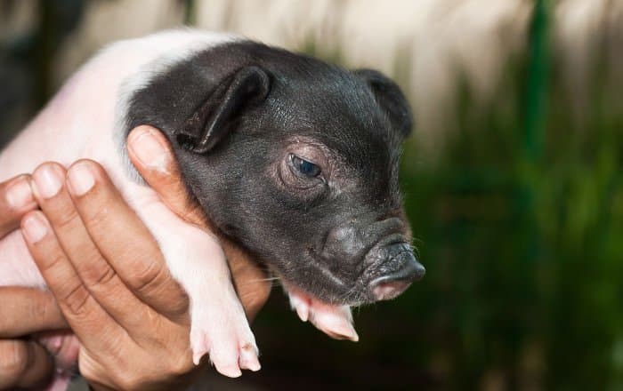 Schweinchen in Hand