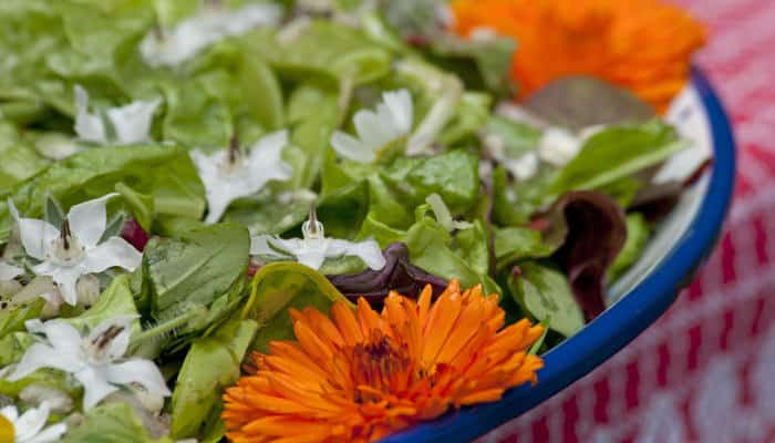 Essbare Blumen und Blüten auf einem Teller