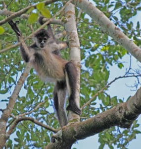 Äffchen hüpft von Ast zu Ast - Monkey Mind