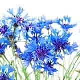 blaue kornblumen