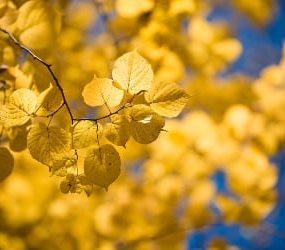 sonnenschein herbst vitamin d