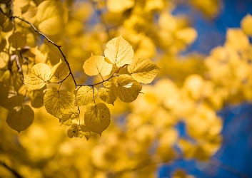 sonnenschein herbst vitamin d